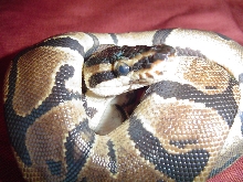 Caramel Albino-colored Eye