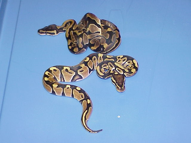 Het. Caramel Albino and DH Caramel Glow