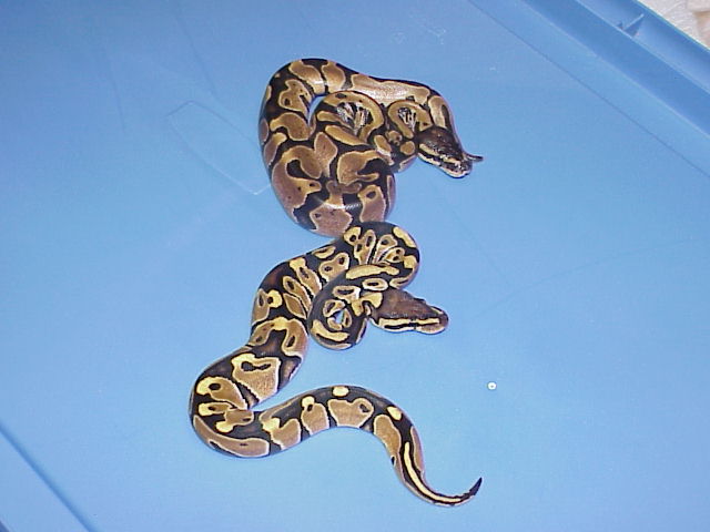 Het. Caramel and DH Caramel Glow 3