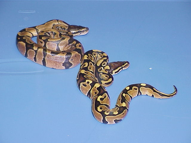 Het. Caramel Albino and DH Caramel Glow 4
