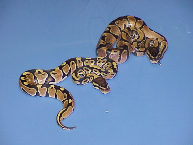 Het. Caramel Albino and DH Caramel Glow 5