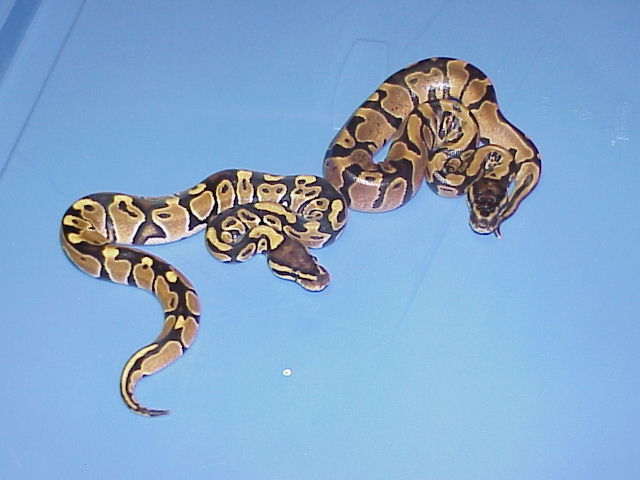 Het. Albino and DH Caramel Glow 6