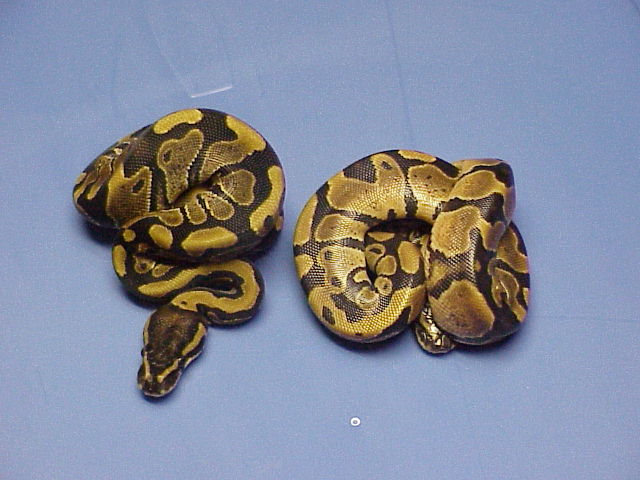 Het. Caramel Albino and Aberrant Het. Caramel Albino