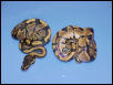 Het. Caramel Albino and Aberrant Het. Caramel Albino 2