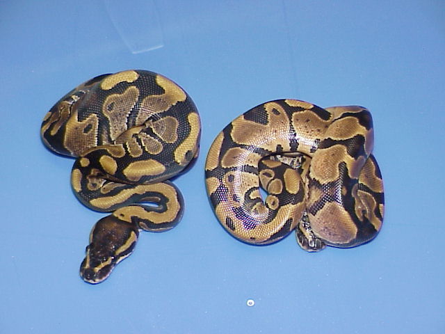 Het. Caramel Albino and Aberrant Het. Caramel Albino 2