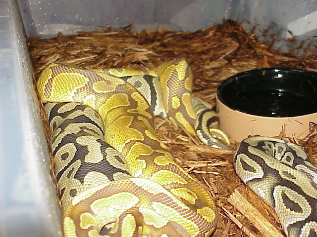Caramel/Ghost