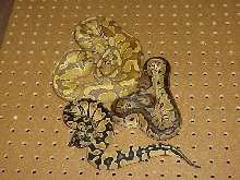 Menage et trois