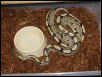 Desert Ghost-like ball python.