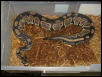 Huge female in post-ovulation shed.