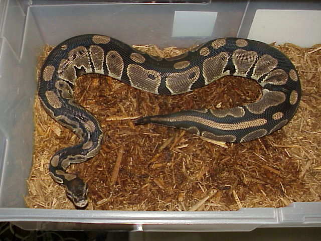 Huge female in post-ovulation shed.
