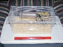 Pregnant female cage.