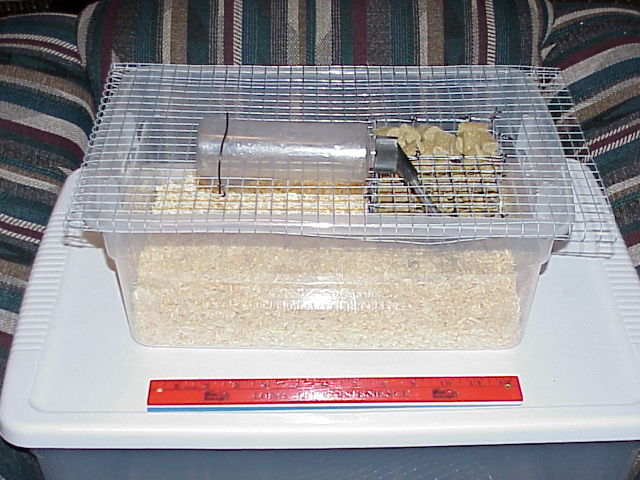 Pregnant female cage.