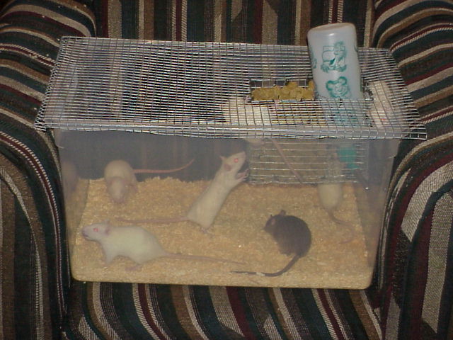 Large breeder rat cage.