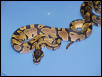 Close-up of Aberrant het. Caramel