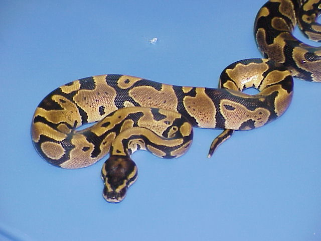Close-up of Aberrant het. Caramel