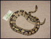 Ovulating female