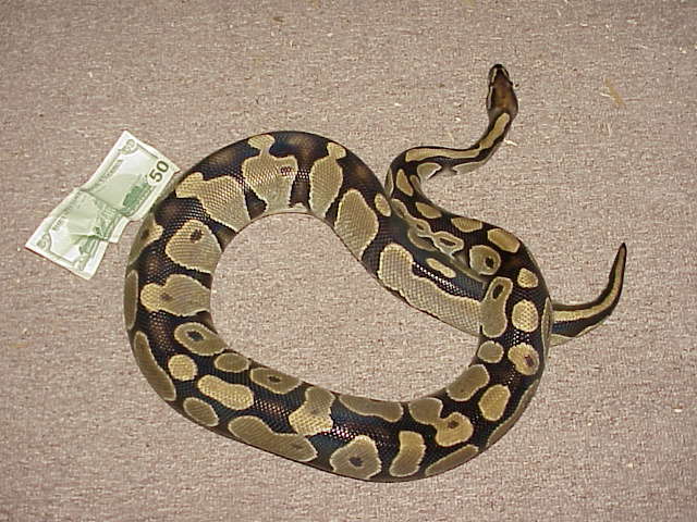 Ovulating female