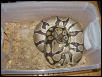 Gravid Female from Xanthic Male