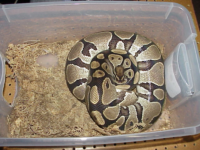 Gravid Female from Xanthic Male