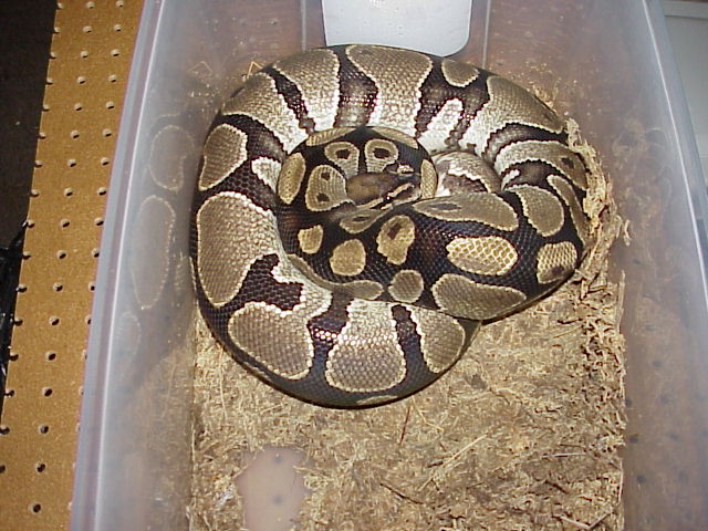 Big girl again