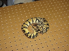 Yearling Pastel Jungle Female