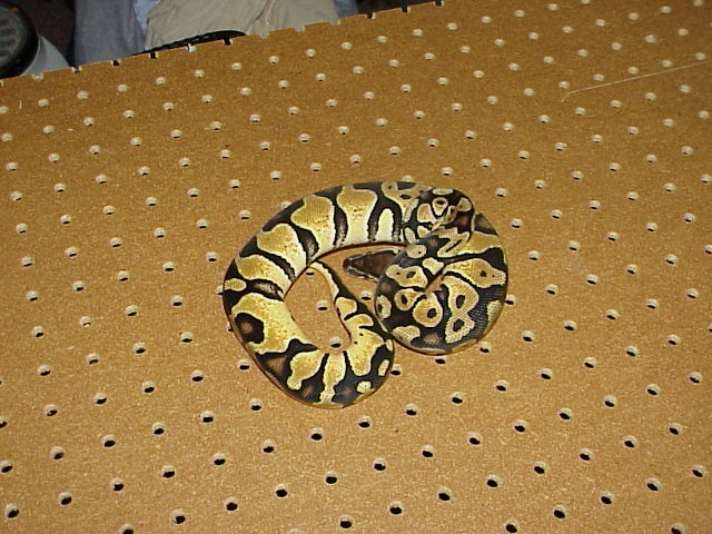 Yearling Pastel Jungle Female