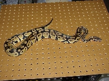 Sub-adult Pastel Jungle Female