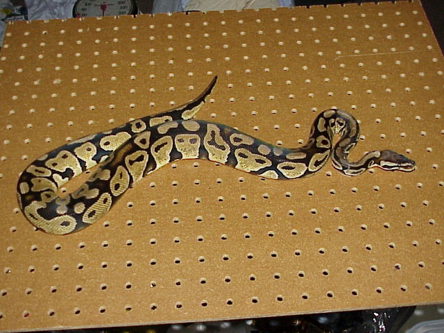Sub-adult Pastel Jungle Female