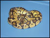 Adult Male Pastel Jungle