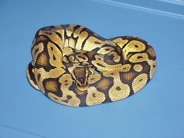 Adult Male Pastel Jungle