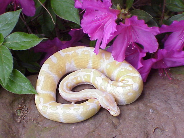 Sunshine by a flower