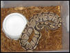 Burgundy Hypo Female
