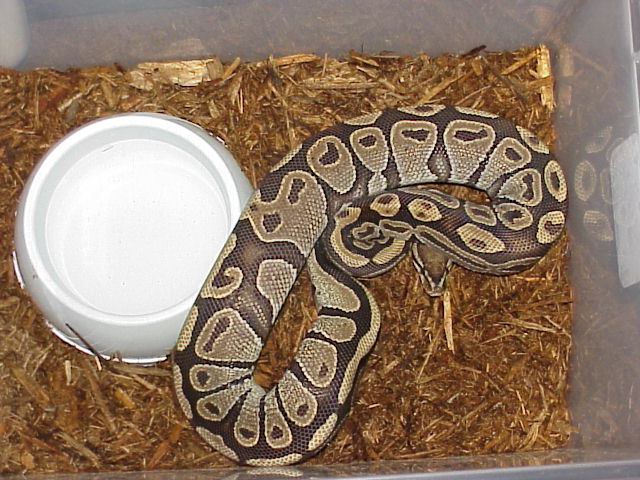 Burgundy Hypo Female