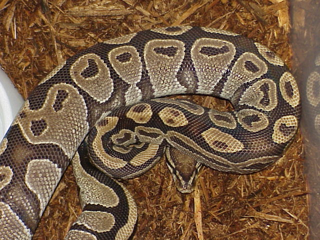 Burgundy Female- Close-up
