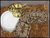 Pastel Jungle male and Burgundy Hypo female