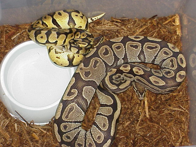 Pastel Jungle male and Burgundy Hypo female
