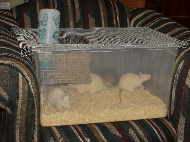 Rat cage