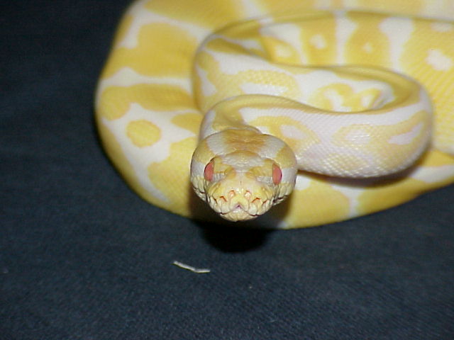 Here's lookin' at you, kid!