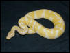 Full-body shot/ T- Albino Female