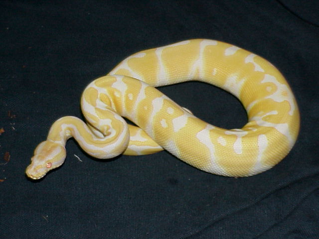 Full-body shot/ T- Albino Female