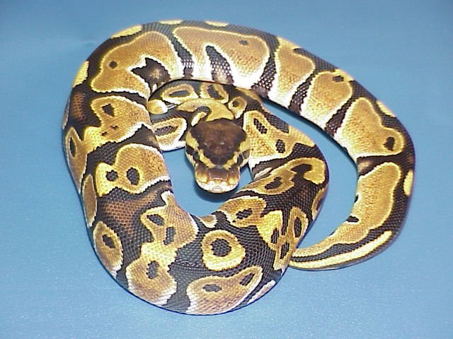 DH Caramel Glow Female