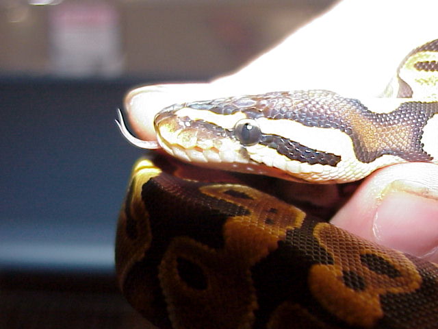 DH Caramel Glow Eye Close-up