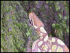 Head in tree