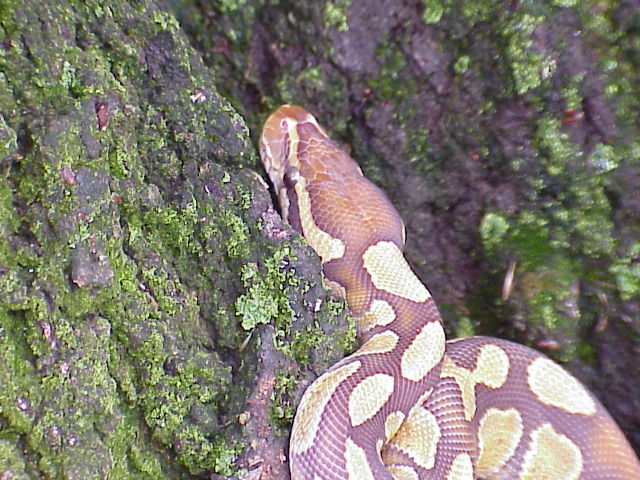 Head in tree