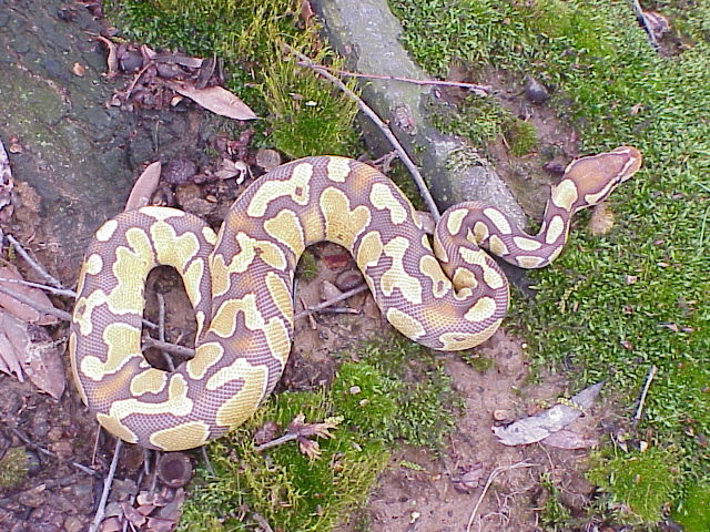 full body