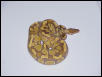 Caramel albino alone