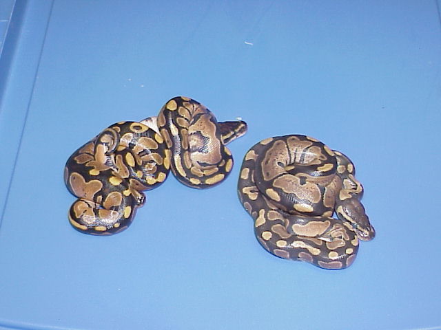 Clutch #3- Het. Caramels