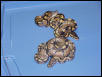Clutch #3- Het. Caramel Albinos 2