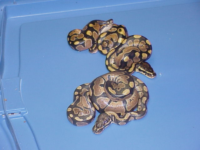 Clutch #3- Het. Caramel Albinos 2