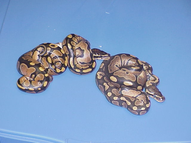 Clutch #3- Caramel Albino Hets.